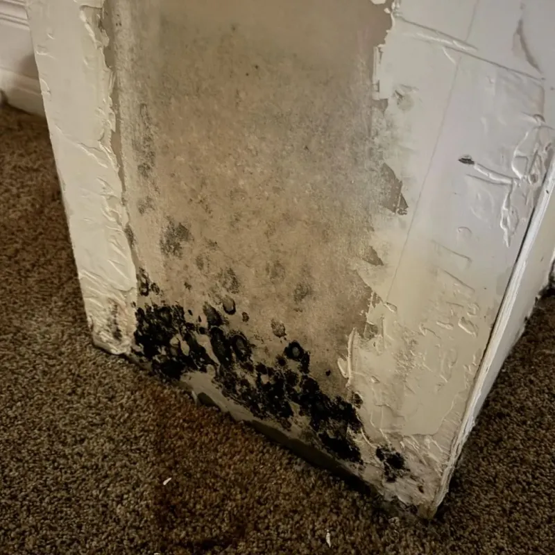 Professional Mold Removal in Moundville, AL